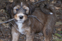 Sable Tibetan Terrier with leaves in the background