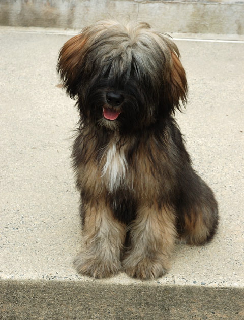 Sable Tibetan Terrier sitting