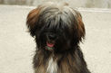 Sable Tibetan Terrier sitting