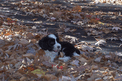 Black-and-white Tibetan Terrier lying on leaves