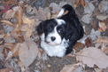 Black-and-white Tibetan Terrier sitting on leaves