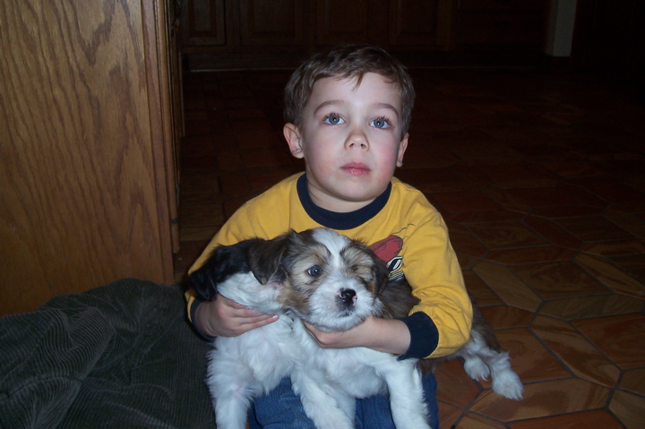 Small boy in a yellow shirt holding a tan-and-white Tibetan Terrier