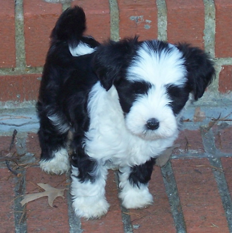 Black-and-white Tibetan Terrier standing on brick walkway