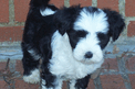 Black-and-white Tibetan Terrier standing on brick walkway