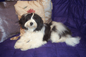 Black-and-white Tibetan Terrier lying on a purply quilt in front of a decorative pillow