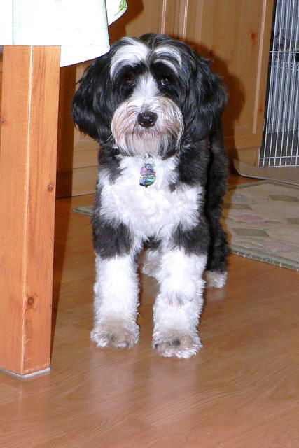Black-and-white Tibetan Terrier standing on wooden floor