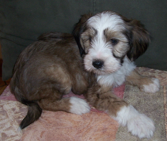 Sable Tibetan Terrier puppy lying on mat