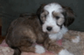 Sable Tibetan Terrier puppy lying on mat