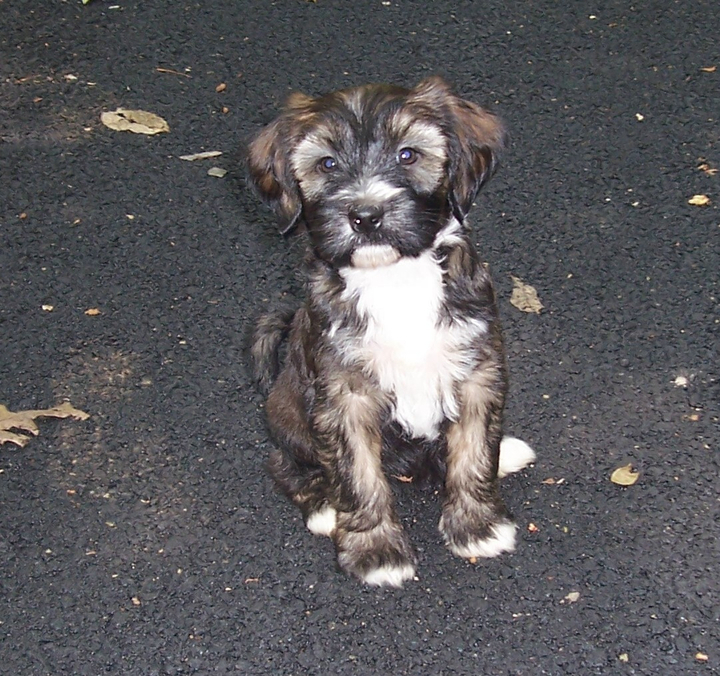 Sable Tibetan Terrier puppy sitting on asphalt