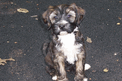 Sable Tibetan Terrier puppy sitting on asphalt