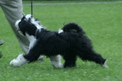 Black-and-white Tibetan Terrier walking on grass