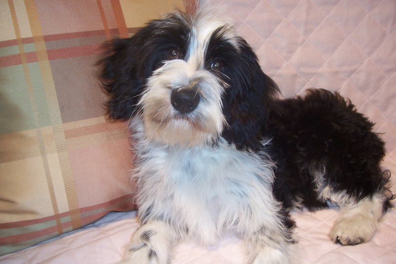 Black-and-white Tibetan Terrier lying on a pink quilt