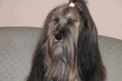 Long-haired multi-color Tibetan Terrier sitting on a beige couch