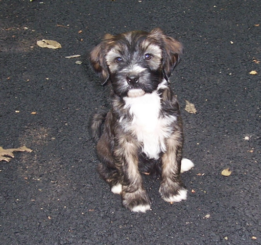Sable Tibetan Terrier puppy sitting on asphalt
