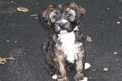 Sable Tibetan Terrier puppy sitting on asphalt