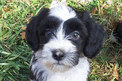 Black-and-white Tibetan Terrier puppy standing on grass looking up