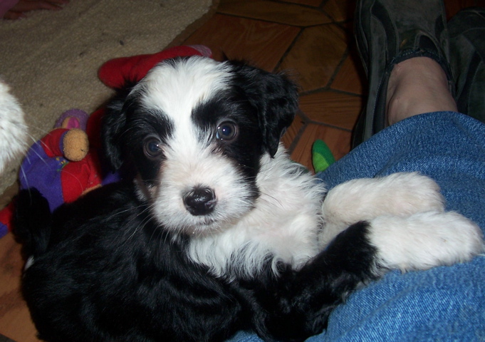 Black-and-white Tibetan Terrier with paws on blue pillow