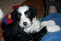 Black-and-white Tibetan Terrier with paws on blue pillow