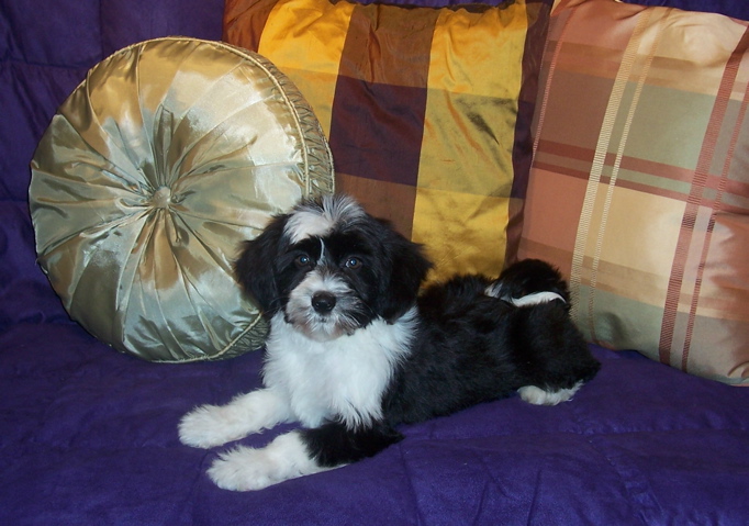 Black-and-white Tibetan Terrier puppy lying in front of three pillows