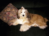 Older man in beige sweater with sable Tibetan Terrier