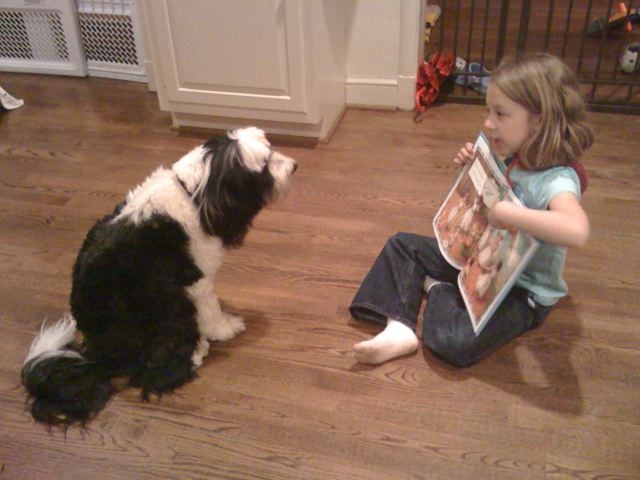 Young girl reading to a black-and-white Tibetan Terrier as both sit on a hardwood floor