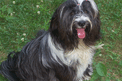 Black-and-white Tibetan Terrier sitting on grass