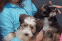 Woman in aqua top holding two sable Tibetan Terrier puppies