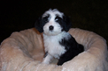 Black-and-white Tibetan Terrier puppy on white pad