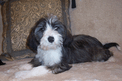 Gray-and-white Tibetan Terrier lying on beige carpet