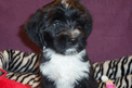 Black-and-white Tibetan Terrier on striped pad