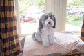 Gray-and-white Tibetan Terrier on beige blanket near windows