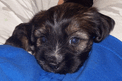 Head of a black Tibetan Terrier puppy resting in the crook of a blue-shirted elbow