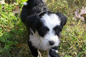 Black-and-white Tibetan Terrier puppy standing on grass