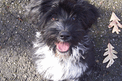 Black-and-white Tibetan Terrier puppy standing on pavement