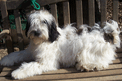 Mostly white Tibetan Terrier on a wooden garden bench