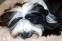 Face of a Tibetan Terrier lying on a plush beige pad