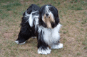 Long-haired black-and-white Tibetan Terrier standing on ground