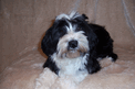 Black-and-white Tibetan Terrier puppy on a soft beige blanket