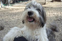 Sable-and-white Tibetan Terrier on pea gravel