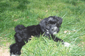 Mostly black Tibetan Terrier lying on green grass