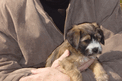 Man in tan fleece jacket holding small sable Tibetan Terrier puppy