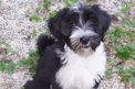 Black-and-white Tibetan Terrier puppy sitting on pea gravel with vines on the ground