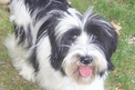 Black-and-white Tibetan Terrier walking on grass