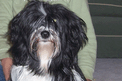 Long-haired black-and-white Tibetan Terrier sitting in front of woman in light green top