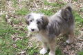 Sable Tibetan Terrier (with lots of white) standing on the ground with leaves and green growth