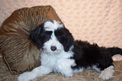 Black-and-white Tibetan Terrier puppy lying in front of brown decorative pillow