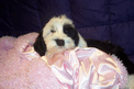 Black-and-white Tibetan Terrier puppy lying behind a pink blanket and in front of a purple quilt