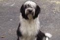 Black-and-white Tibetan Terrier sitting on asphalt pavement