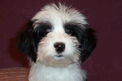 Black-and-white Tibetan Terrier puppy sitting near pink decorative pillow in front of purple background