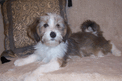 Black-and-white Tibetan Terrier puppy sitting near pink decorative pillow in front of purple background